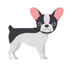 cute boston terrier dog on white background