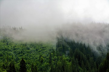 clouds descended on the forest