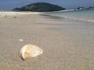 shell on the beach