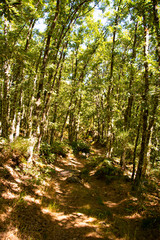 Green Forest Zamora 