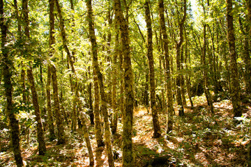 Fototapeta na wymiar Green Forest Zamora 