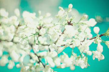 Soft focus Cherry Blossom or Sakura flower in vintage style background