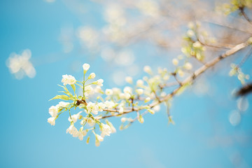 Soft focus Cherry Blossom or Sakura flower in vintage style background