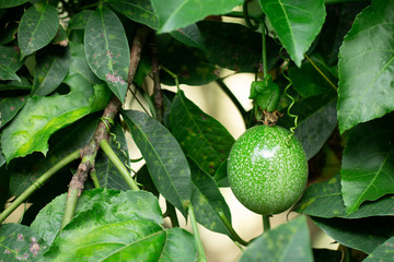 Close up of passion fruit on the vine