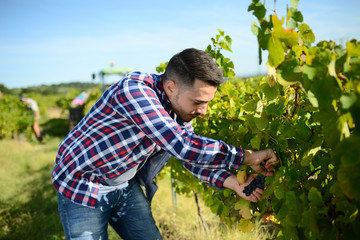 handsome man farmer in vine, harvesting ripe grape during wine harvest season in vineyard