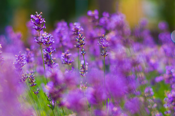 wrzosy z bliska makro kwiaty wrzos bokeh