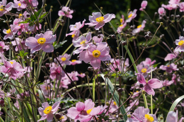 pink japanese anemones in sunny summer garden