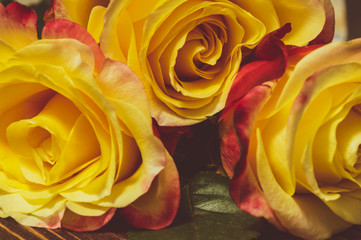 Fototapeta na wymiar three delicate orange roses on a wooden background close-up, toning, selective focusing