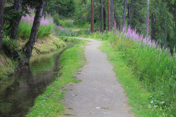 mountain path near a stream