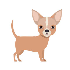 cute chihuahua dog on white background