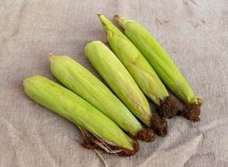 Corn on the cob lying on jute fabric.