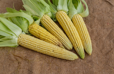 Purified corn cobs lying on the sacking.