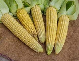Purified corn cobs lying on the sacking.