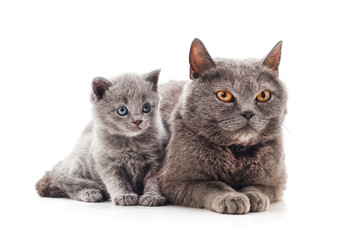 Cat and kitten.