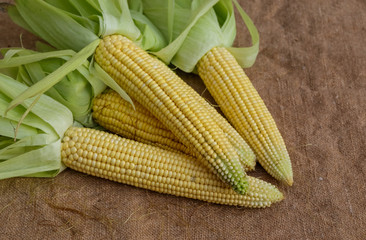 Purified corn cobs lying on the sacking.