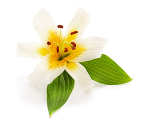 Fototapeta premium One white lily.
