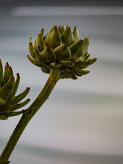 Petals of an artichoke (cynara cardunculus) in front of a gray and white structured background with copy space