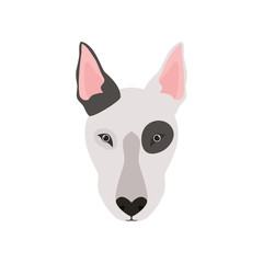 head of cute bull terrier dog on white background