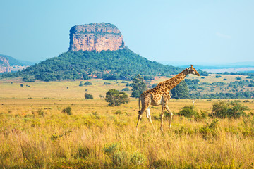 Obraz premium Żyrafa (Giraffa Camelopardalis) spacerująca po afrykańskiej sawannie z formacją geologiczną w tle wewnątrz rezerwatu Entabeni Safari w prowincji Limpopo w RPA.