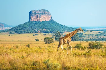 Foto op Aluminium Giraffe (Giraffa Camelopardalis) wandelen door de Afrikaanse savanne met een butte geologische formatie op de achtergrond in het Entabeni Safari Reserve, provincie Limpopo, Zuid-Afrika. © SL-Photography