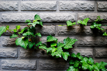 Green bush surrounds a stone fence