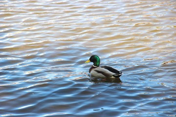 duck in water