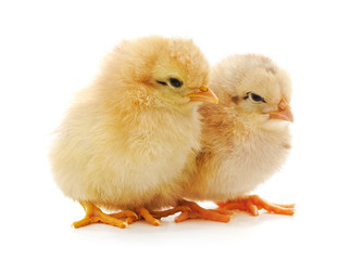 Yellow little chickens.