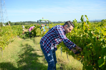 handsome man farmer in vine, harvesting ripe grape during wine harvest season in vineyard