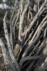  Natural Background of roots and branches