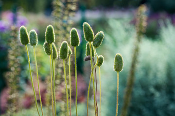 Anemone flowers bloomed in the garden