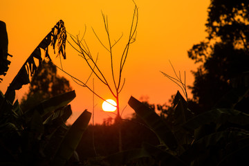 silhouette of banana trees and dry trees against the background of sunrise or sunset, rice fields and sunset