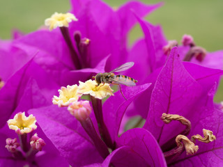 Schwebfliege