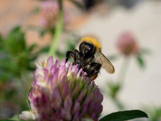Hummel auf Klee