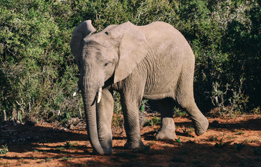 side view of african elephant walking against lush green vegetation