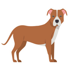 cute pitbull dog on white background