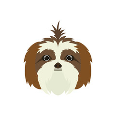 head of cute shih tzu dog on white background