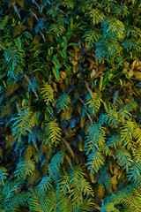 Panele Szklane  Liście bananowca tropikalny bambus neon las na tle retro plakat. Lata 80. Lata 70. 60. 3d