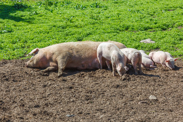Pig with piglets who is sleeping in a meadow