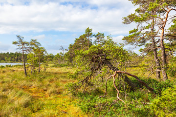 Old pine trees on a bog in the summer