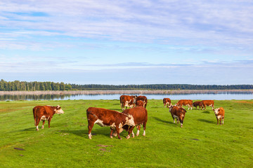 Cows on a meadow by a lake