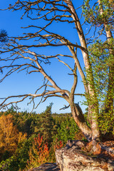 Tree snag in a forest landscape with autumn colors