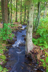 Running water in a stream in the forest