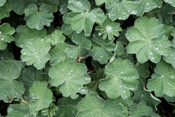 Grüne Blätter mit Wassertropfen im Sommer nach einem Regenschauer in einem Bauerngarten auf einem...