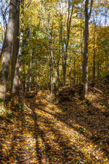 Sunlit forest glade in the autumn