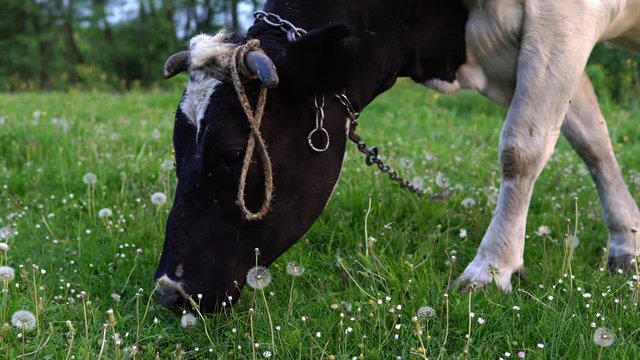 Cows grazing in a sunny lovey day. Farm cow eating grass. Close up of holstein cow eat grass. Farm cattle eating grass.