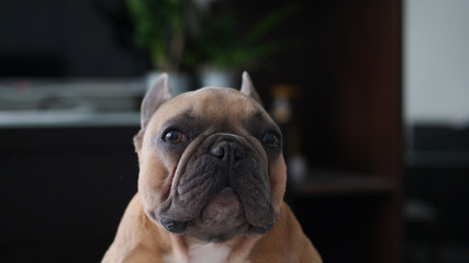 Obraz premium A little sad and shy bulldog looking up at you