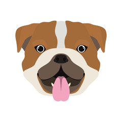 head of cute bulldog ingles dog on white background