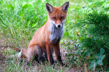 Naklejka na ściany i meble young wild red fox on green grass