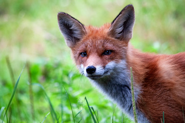 young wild red fox on green grass