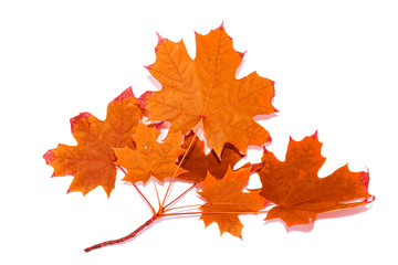 Obraz premium Bright colorful autumn leaves